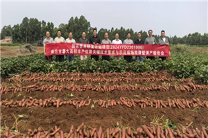 广东省农科院作物所组织召开“南方甘薯大面积丰产优质关键技术现场观摩暨测产验收会”